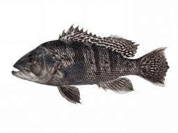 Black Sea Bass