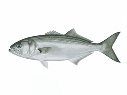 Bluefish