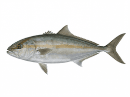Greater Amberjack